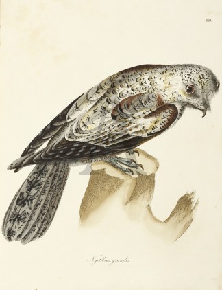 Nyctibius Grandis General / Global