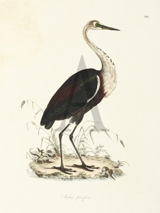 Ardea Pacifica General / Global