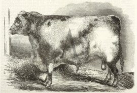 "Littlebury," (1st Prize), Property of W.J.Dangar, Singleton. Australiana (General) "Littlebury," (1st Prize), Property of W.J.Dangar, Singleton.