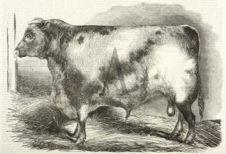 "Littlebury," (1st Prize), Pro… Australiana (General)