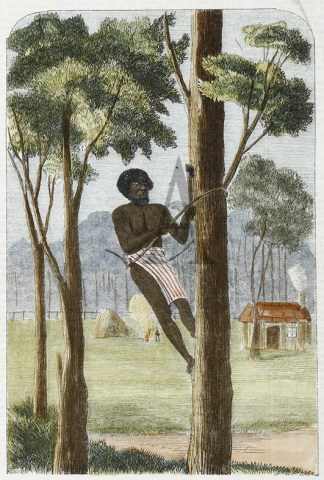 Queensland native cutting bark. ABORIGINES