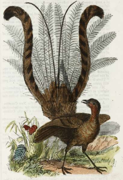The Lyre Bird - Antique Print from 1854