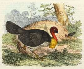 The Brush Turkey (Tallegalla Lathani.) Australian - Various artists