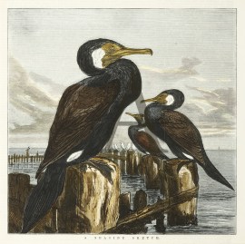 A Seaside Sketch. Australian - Various artists A Seaside Sketch.