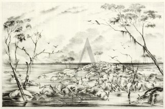 Floods in the Richmond River District-Su… Regional