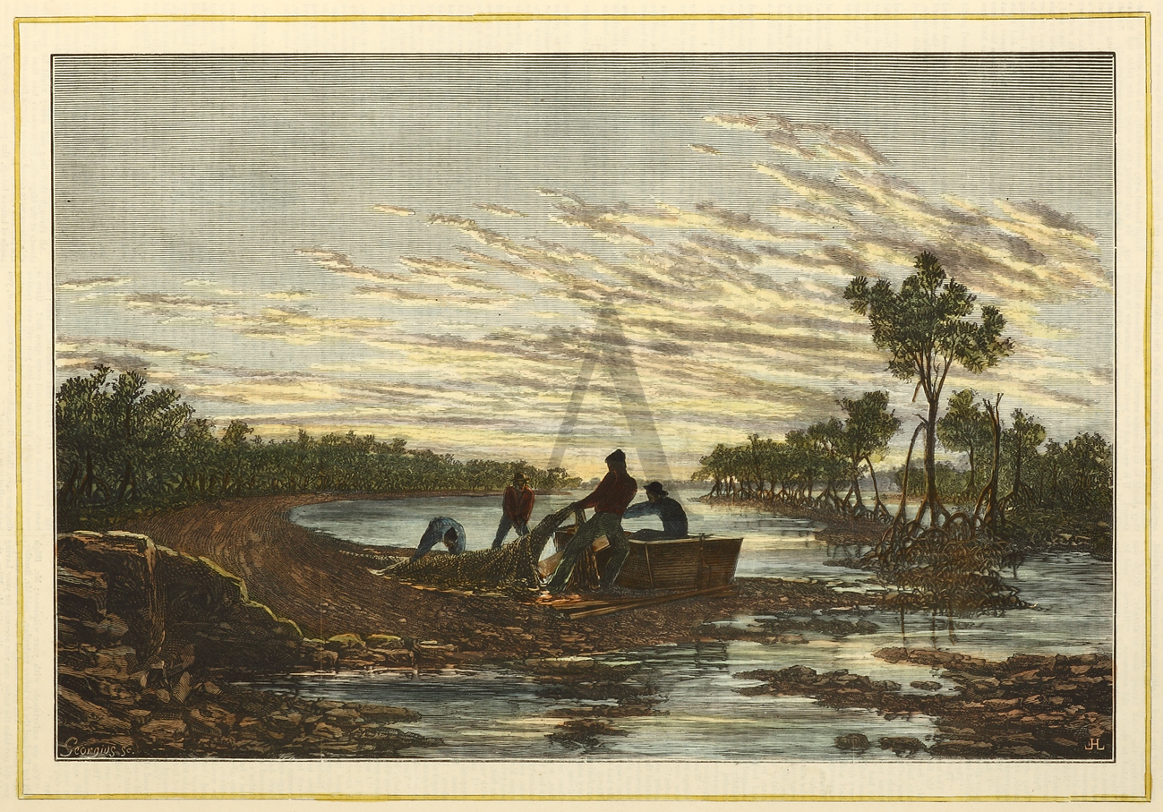 Capture of a Saurian, near Townsville, Queensland. - Antique View from 1884