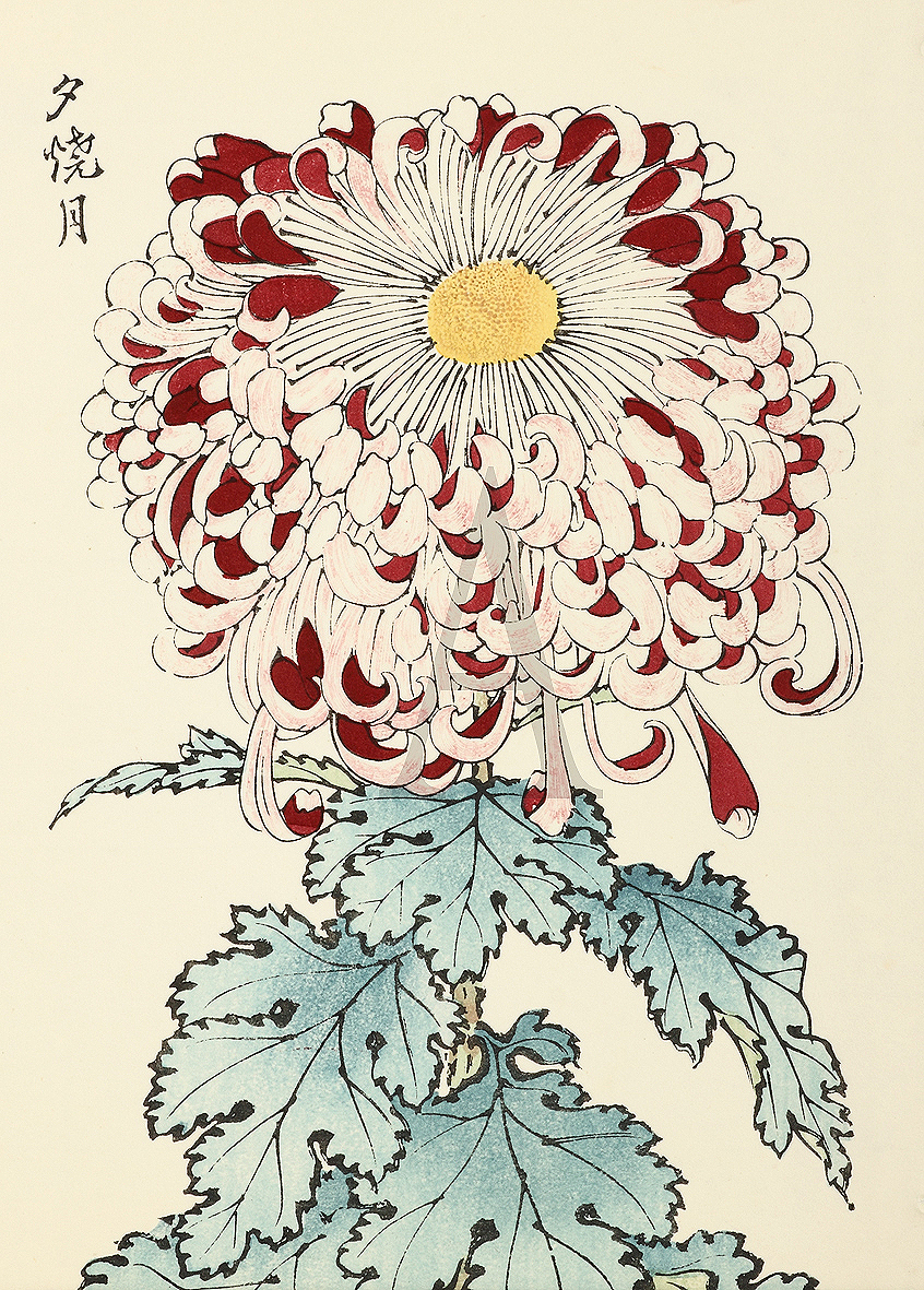 [Chrysanthemum Moon at sunset] Antique Print Map Room