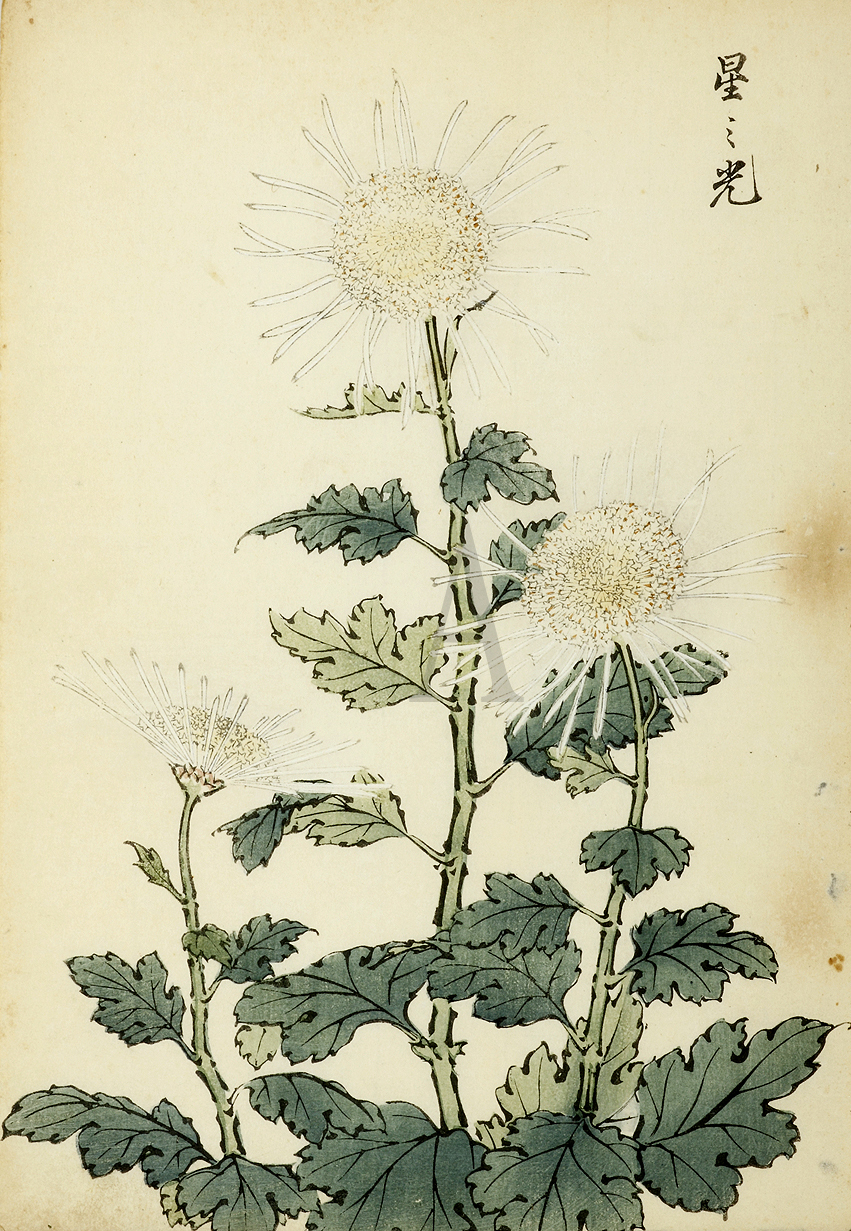 Lustre of stars - Chrysanthemum - Antique Print from 1893