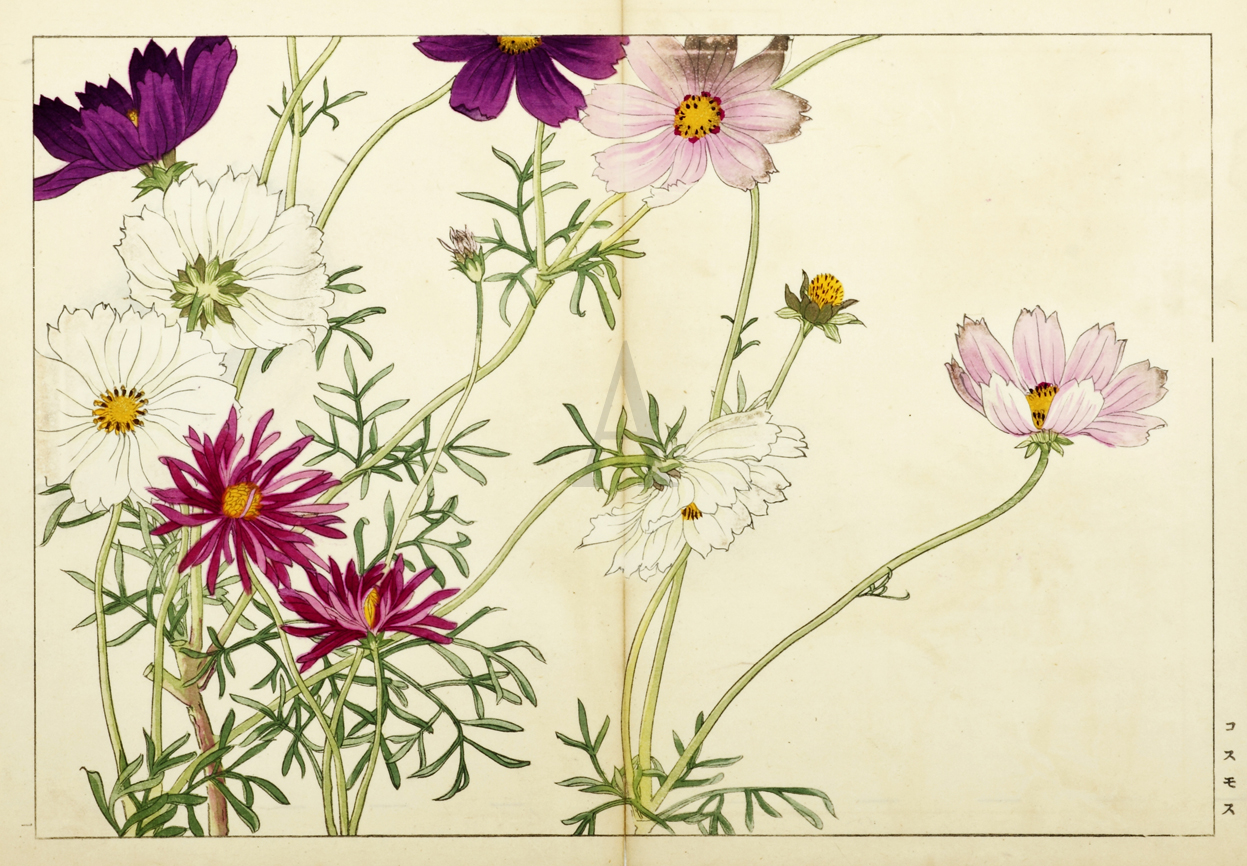 Cosmos - Antique Print from 1900