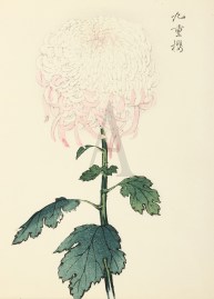 [Chrysanthemum- Nine-fold Cherry-blossom] JAPANESE WOODBLOCKS