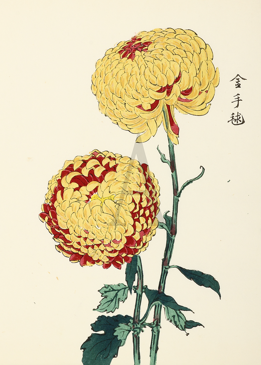 [ Chrysanthemum Golden ball] Antique Print Map Room