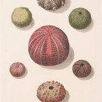 KNORR - Cabinet of Curiosities