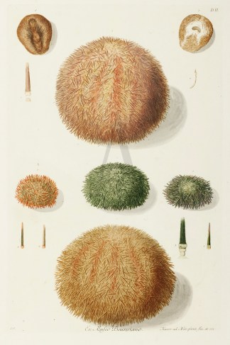 Urchin Fish & Marine Life