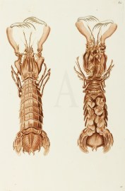 Crayfish Fish & Crustaceans Crayfish