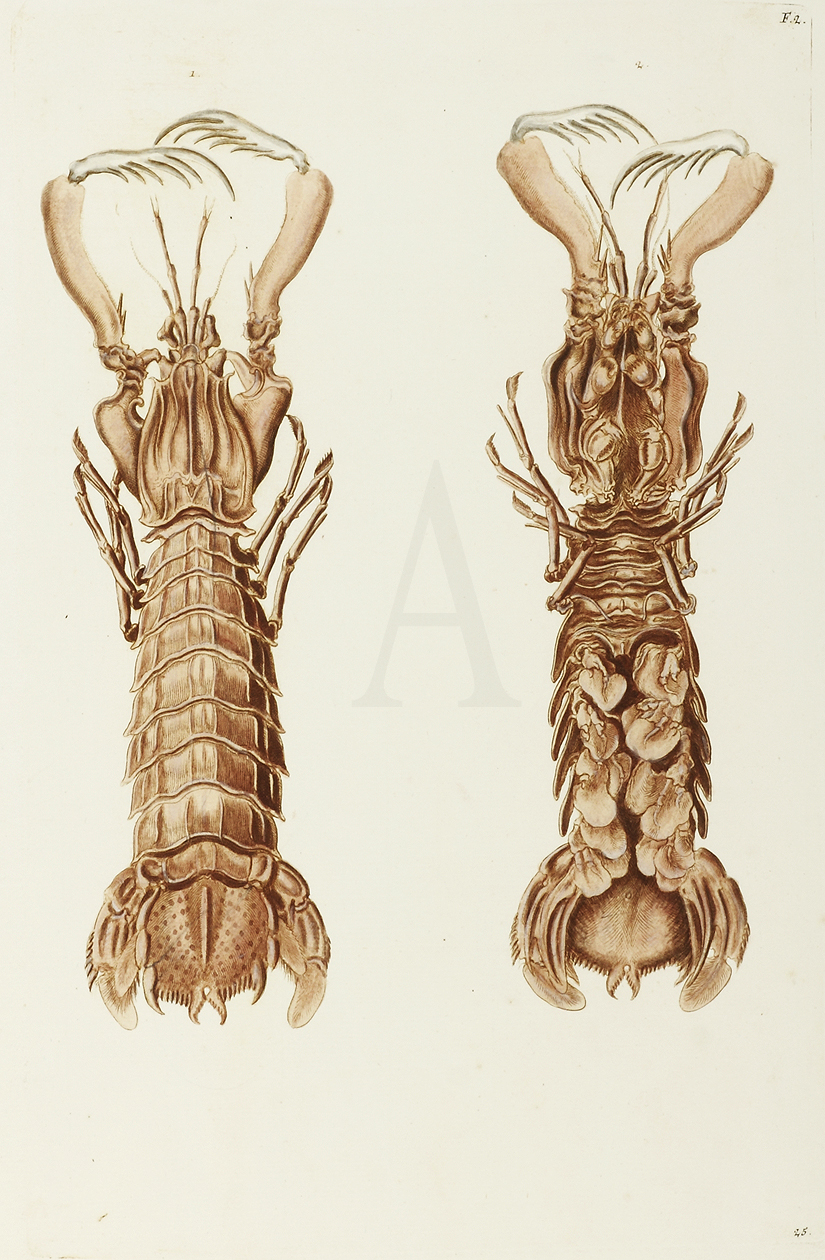 Crayfish - Antique Print from 1767