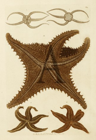 Starfish Fish & Marine Life