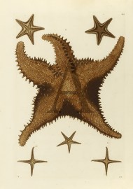 Starfish Fish & Crustaceans Starfish
