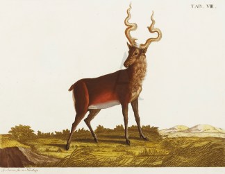 Deer General / Global