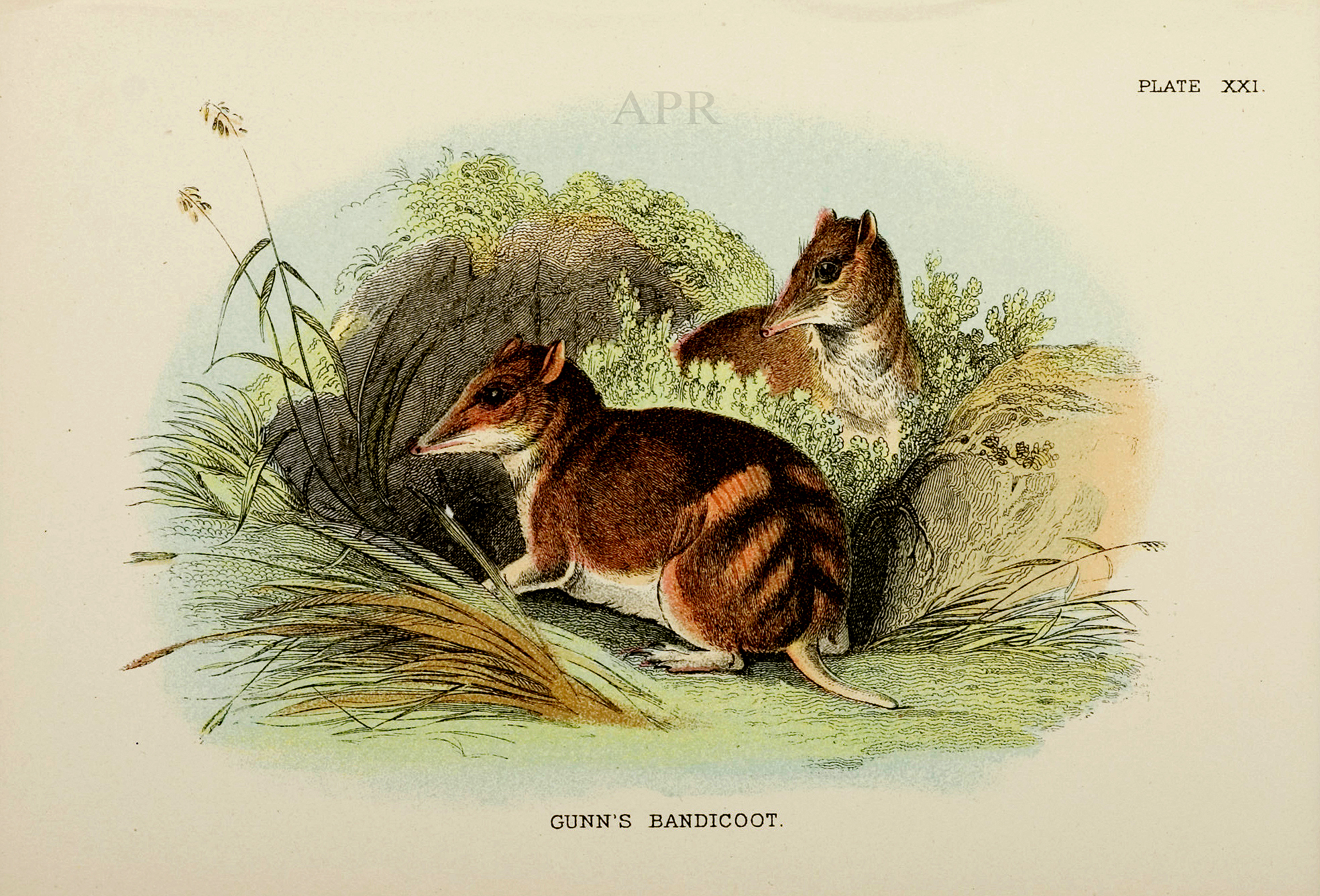 Gunn's Bandicoot - Antique Print from 1896