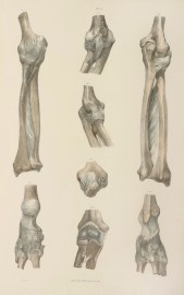 [BONES] The Ligaments of the Elbow-Joint, Fore-Arm, and Wrist-Joint