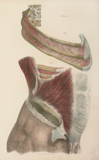 [MUSCLES] Intercostal Muscles Anatomical Quain & Wilson