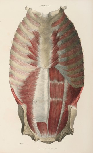 [MUSCLES] Posterior View of the Sternum … Anatomical Quain & Wilson