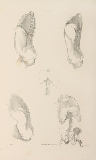 Outline figures showing the Different st… Anatomical Quain & Wilson