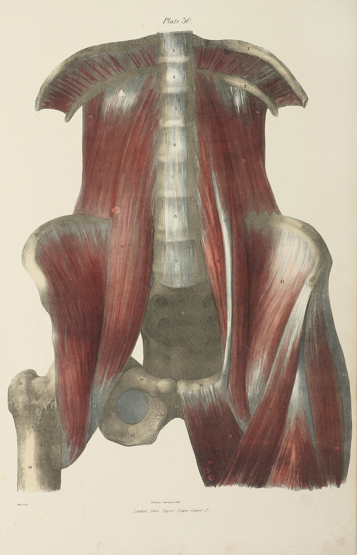 Muscles of the Lumbar spine and Brim of the Pelvis - Antique Print from 1838