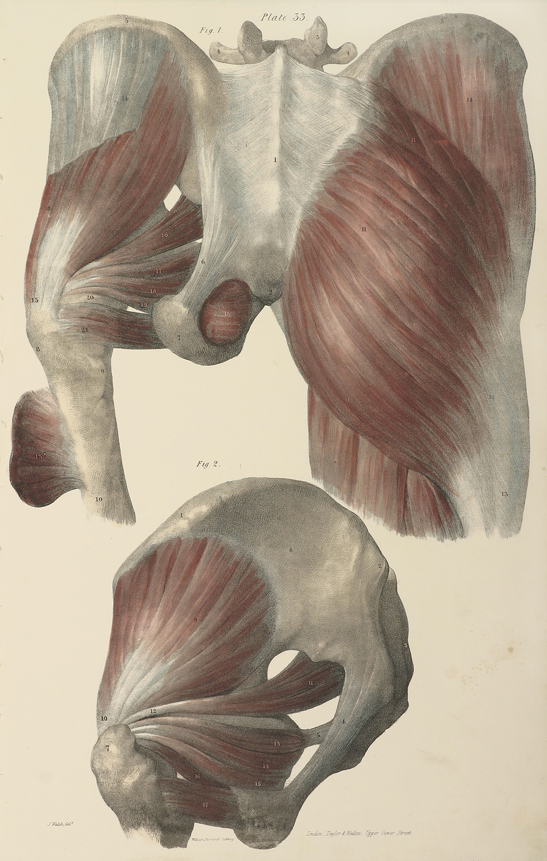 Muscles which lie at the back of the Pelvis. - Antique Print from 1838