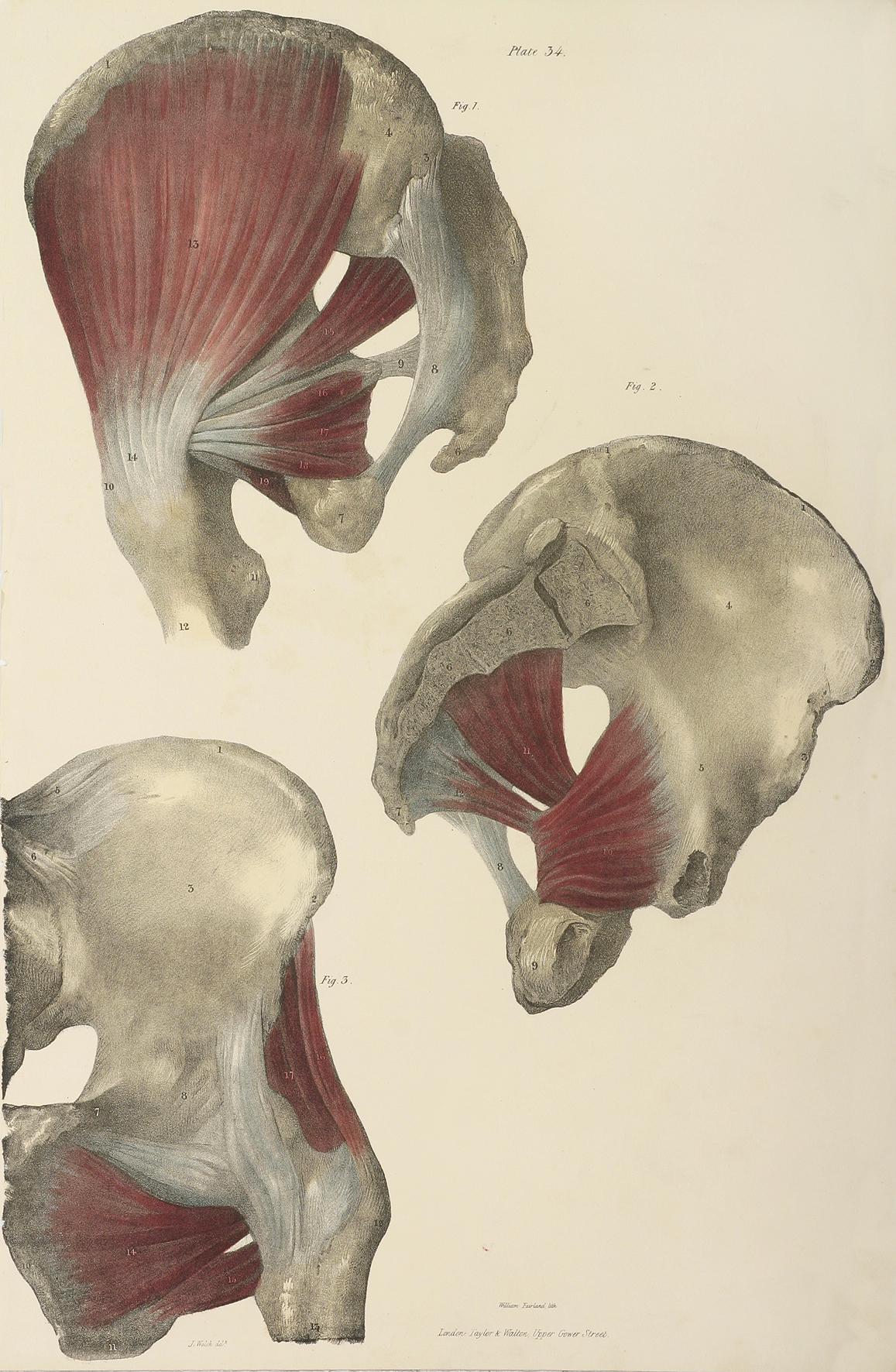Deep Muscles of the Pelvis. - Antique Print from 1838