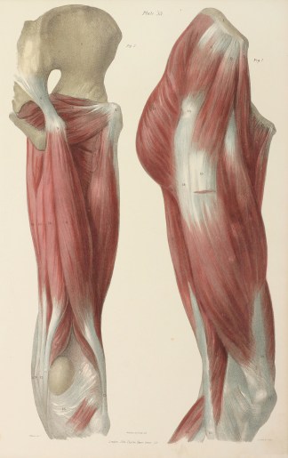 [MUSCLES] Superficial Muscles of the Hip… Anatomical Quain & Wilson