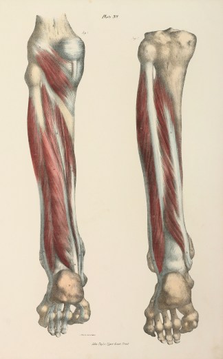 [MUSCLES] Deep Muscles of the Lower Leg. Anatomical Quain & Wilson