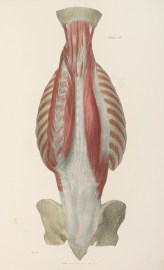 Fourth layer of Muscles of the Back.