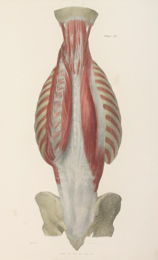 Fourth layer of Muscles of the Back. Anatomical Quain & Wilson