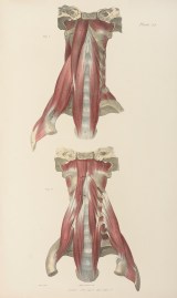 [MUSCLES] Anterior Muscles of the Cervical spine.