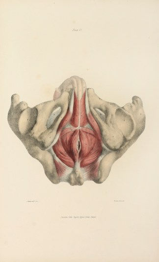 [MUSCLES] Muscles of the Perinaeum. Anatomical Quain & Wilson