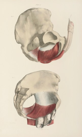 [MUSCLES] Lateral view of the Perineal M… Anatomical Quain & Wilson
