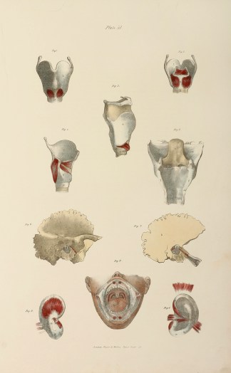 Muscles which move the cartilages on the… Anatomical Quain & Wilson