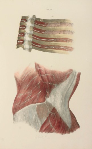 [NERVES] Section of the Thorax, showing … Anatomical Quain & Wilson