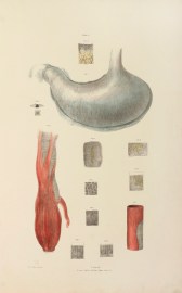 [ORGANS] The Muscular Coat of the Alimentary Canal with the Structure of the Mucous Membrane.