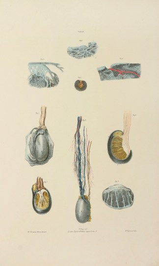 [ORGANS] The Anatomy of the Testes depic… Anatomical Quain & Wilson