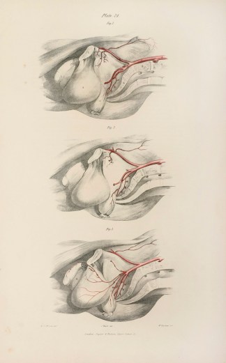 [VASCULAR] Arterial Branches within the … Anatomical Quain & Wilson