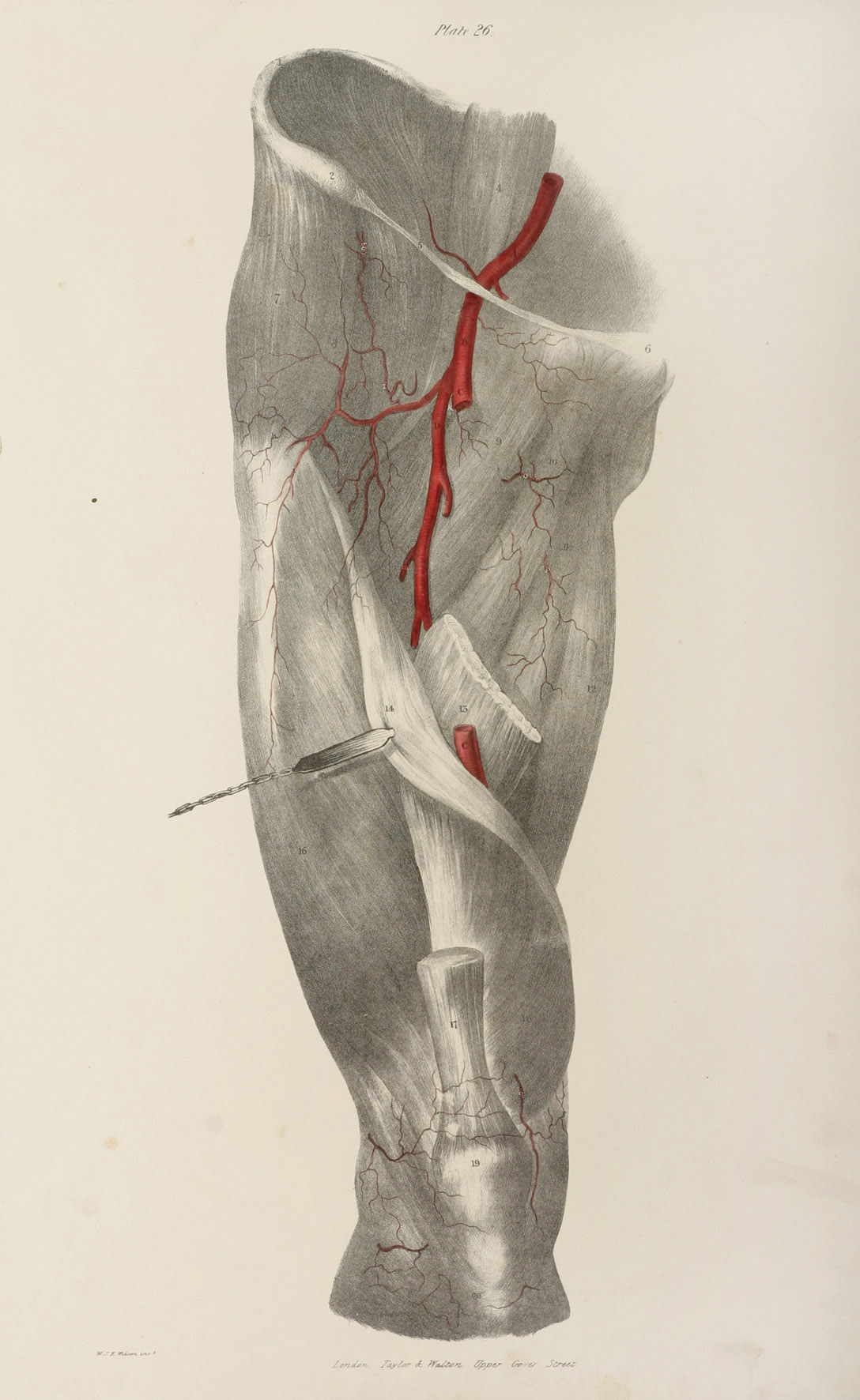 Deep Arteries of the Anterior part of the Thigh. - Antique Print from 1838