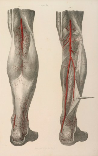 [VASCULAR] Superficial distribution of t… Anatomical Quain & Wilson