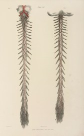 [VASCULAR] Arteries of the Spinal Cord.