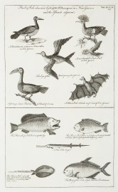 Fowl & Fish Observed by Capt. Willm. Dampier in New Guinea and the Islands Adjacent