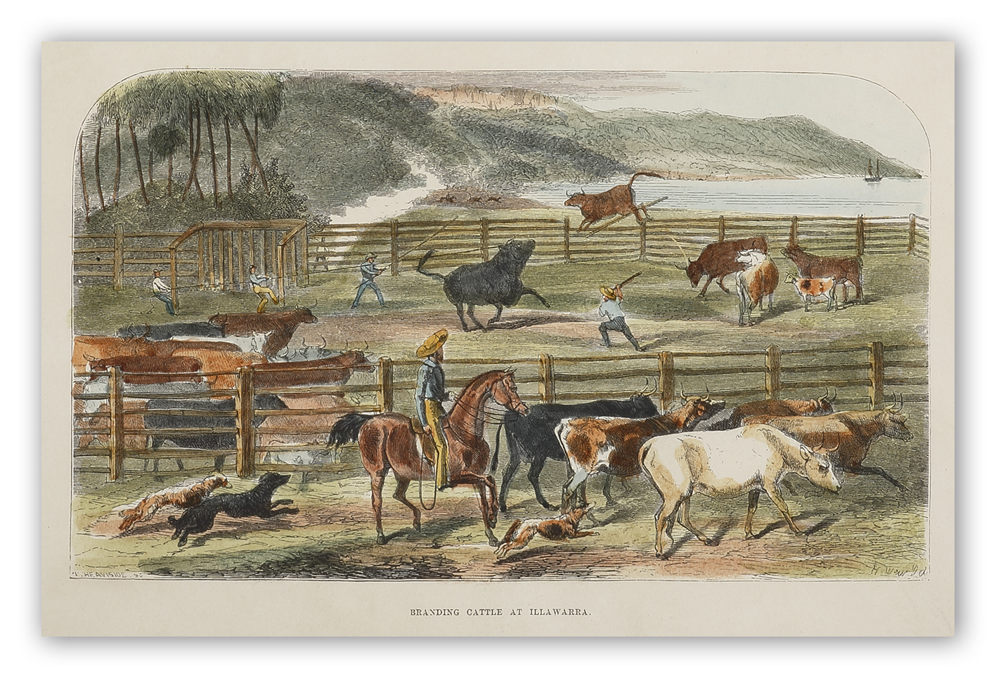 Branding Cattle at Illawarra. - Antique View from 1852