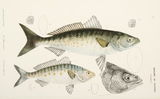[Arripis Truttaceus The Salmon Arripis] Prodromus of the Zoology of Victoria