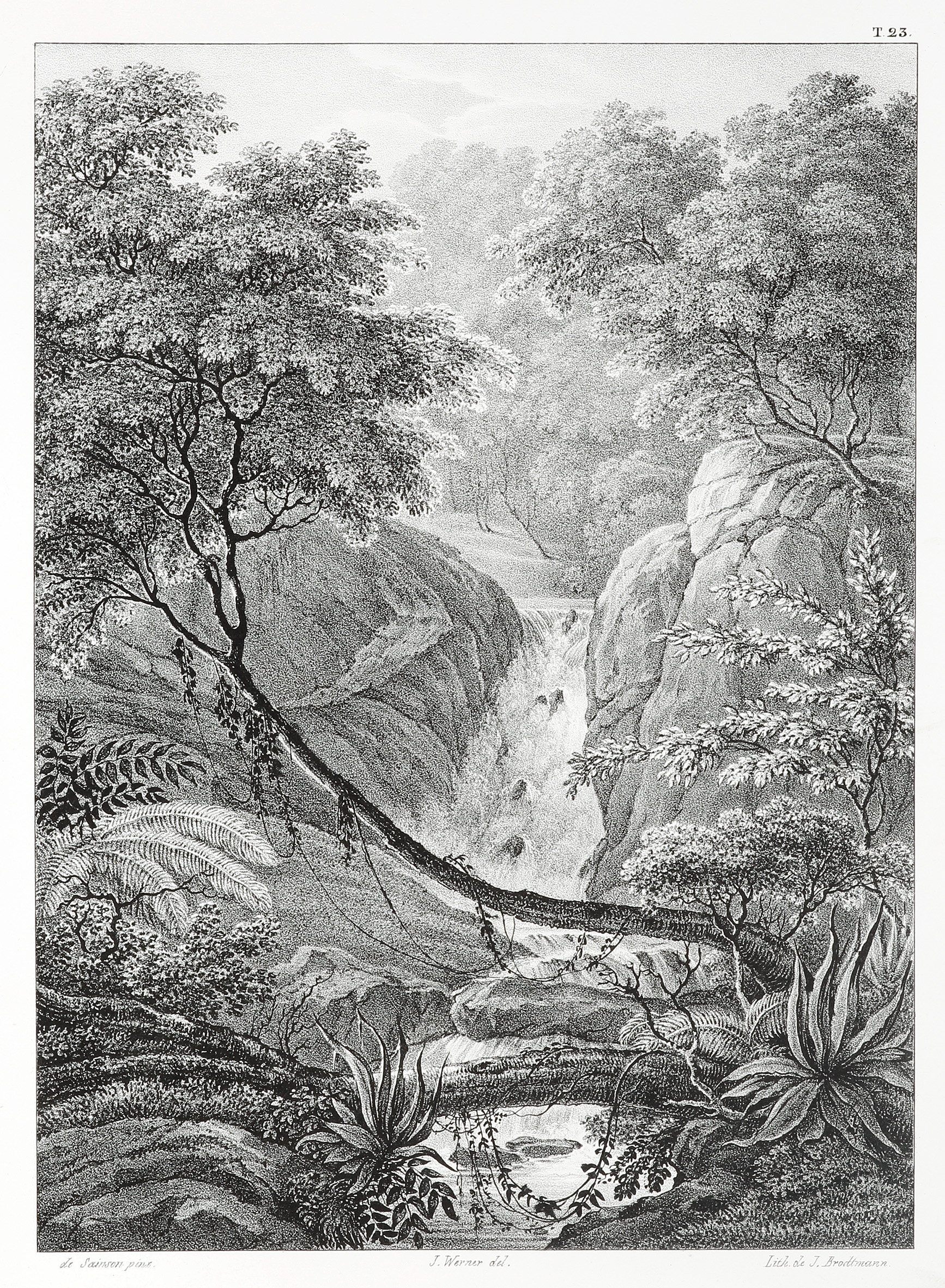 Ansicht in den Waldern im Becken der Meeres-Stromungen. (Neu-Seeland) - Antique Print from 1836