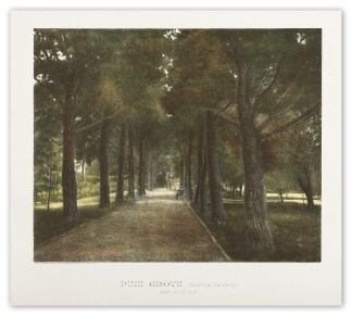 Pine Grove (Botanical Gardens) Adelaide … Adelaide